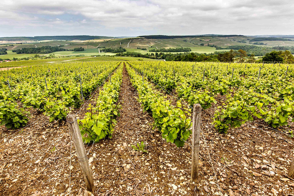 Vignes en Champagne - Maxim's de Paris